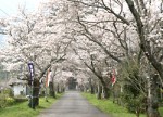 錦帯橋周辺「花ごよみ」